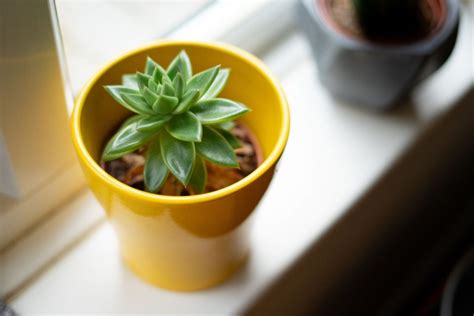 Meet 19 Spiritual Plants That Can Remove Negative Energy.
